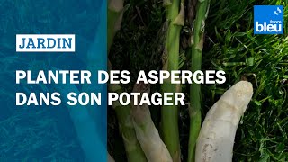 Planter des asperges dans son potager  les conseils de Roland Motte [upl. by Pederson]