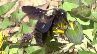 Albina violet dulgher  Carpenter bee  Xylocopa violacea Apidae [upl. by Ev]