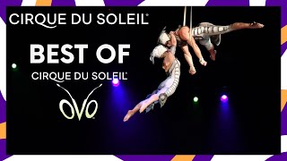 The Best of OVO  Cirque du Soleil [upl. by Herzen]