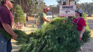 Central Coast shoppers begin holiday season at Holloway’s Christmas Trees [upl. by Ainnos49]