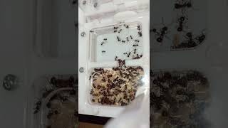 Myrmicaria brunnea муравьи мурашки ant ants [upl. by Alyhc]