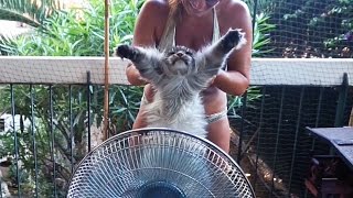 Funny Maine coon Cat Hélios Fan air PleaseIam Hot [upl. by Yrelbmik]