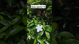 Sony xperia 1 II [upl. by Ferde916]