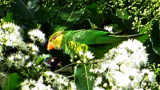 Meyers Lorikeet [upl. by Enyawud]