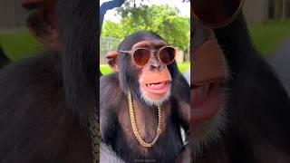 How intelligent are chimpanzees chimpanzee shorts [upl. by Yerffoj]