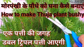 मोरपंखी को घना कैसे बनाएं How to make Thuja plant BushyMorpankhi Thuja Plant careMorpankh plant [upl. by Temme]