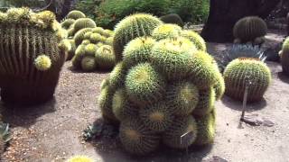 The Huntington Botanical Garden Desert Garden August 31 2013 Golden Barrel Fever [upl. by Mead]