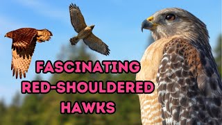 Discovering RedShouldered Hawks Fascinating Facts You Need to Know [upl. by Lodi]