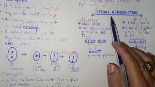 Ascomycota Life Cycle  Federal amp KPK Board  Class 11 Biology [upl. by Lehcim537]