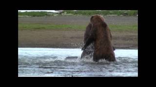 GRIZZLY FIGHT COMPILATION HD katmai alaska Grizzly vs Grizzly bear fight [upl. by Melina362]