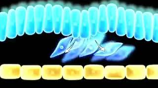 FORMATION OF INTRA EMBRYONIC MESODERM [upl. by Nylireg957]