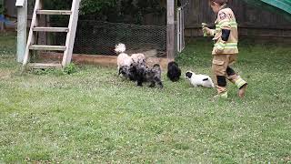 Shih Poo Puppies for Sale [upl. by Nylarat]