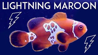 Lightning Maroon Clownfish [upl. by Cloots952]