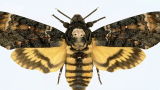 Deathshead hawkmoth  Natural History Museum [upl. by Yhtomiht]