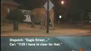 a 911 call about an elephant [upl. by Shelagh]