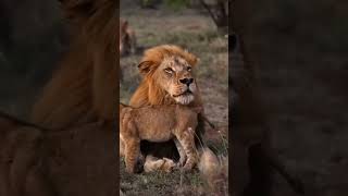 Lion Cubs Meet Their Dad For The First Time [upl. by Juline62]