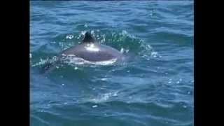 Harbour Porpoise Species Identification [upl. by Suirad972]