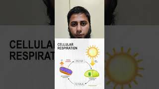 Photosynthesis vs Respiration photosynthesisinhigherplantsclass11 biology [upl. by Yanrahs]