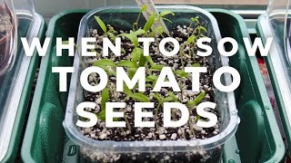 When to sow Tomato Seeds [upl. by Berta]