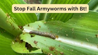 Natural Fall Armyworm Control How Bacillus thuringiensis Protects Your Crops [upl. by Eduino]