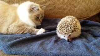 ORIGINAL VIDEO Kitty sits on hedgehog [upl. by Hashim]