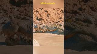 Wild animalscrocodile wildlifepreypredatorytshorts shortsexplorehunting [upl. by Ailegnave]