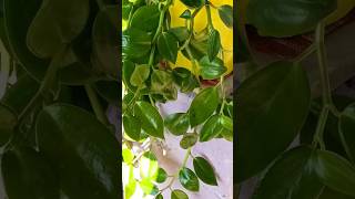 How to care and propagate peperomiaserpens peperomia gardenplants vines motivation plants [upl. by Anora958]