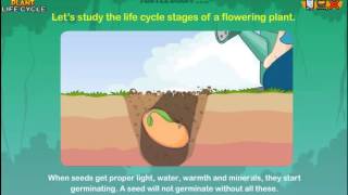 Learn the Plant Life Cycle Steps Earth Science for Kids [upl. by Notfol590]