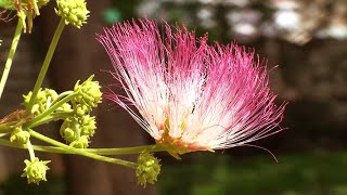 Albizia saman Useful wide Canopied tree [upl. by Flossy720]