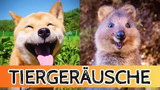 Tiergeräusche für Kinder 🎶  Entspannende Bauernhof und NaturtierCompilation [upl. by Nymassej357]