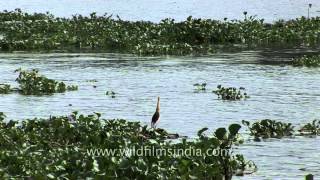 Water hyacinth on the backwaters of Kerala [upl. by Jerry498]