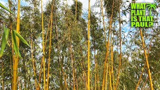 Phyllostachys Vivax Chinese timber bamboo  One of the hardiest timber bamboo  Can grow to 70 ft [upl. by Nanaek]