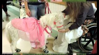 Therapy Trained Miniature Horses [upl. by Nickolaus]