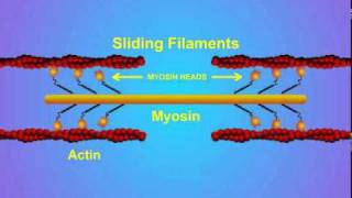 5 Details of ActinMyosin Crosslinking [upl. by Cybill]