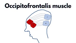 Occipitofrontalis  Anatomy origin insertion and features of the occipitofrontalis [upl. by Leventis]