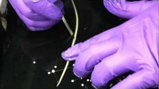 Nematode Parasite Ascaris Dissection [upl. by Bradwell]