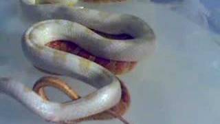 Corn Snake Breeding [upl. by Libna221]