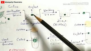 Plant tissue culture technique  Step by step process  Procedure  Bio science [upl. by Ykceb]