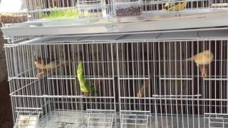 New canary breeding cages [upl. by Pollitt]