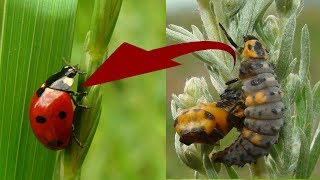 The Life Cycle of a Ladybug [upl. by Pang]