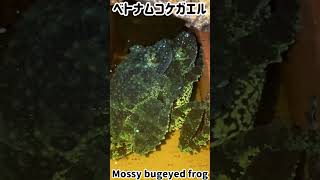 ベトナムコケガエル包接中🐸 [upl. by Ileray]