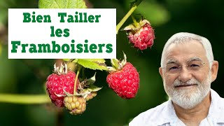 bien tailler les framboisiers pour des récoltes abondantes [upl. by Theodosia]