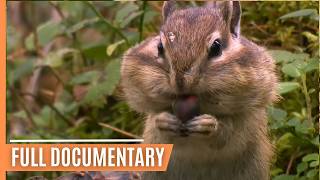 World of the Wild  Episode 1 The Amazon Rainforest  Free Documentary Nature [upl. by Beesley]