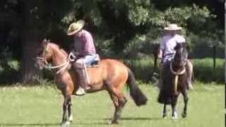 Topeando caballos arregladores del Santa Isabel [upl. by Merth]