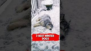 3 Best Winter Dogs Bernese Mountain Dog Siberian Husky amp Saint Bernard [upl. by Otanod]