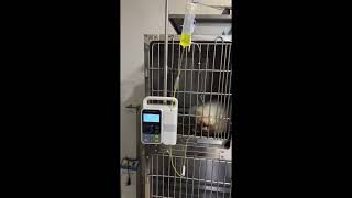 VI3 Pet Infusion Pump [upl. by Ravens933]