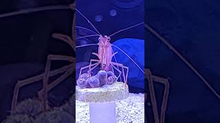 peppermimt shrimp eating aiptasia [upl. by Nehte420]