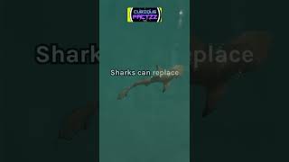 Curious Facts about sharks curiosity didyouknow curiousfacts interestingfacts funfacts [upl. by Allmon]