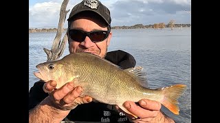 Winter redfin session near Horsham [upl. by Tamara897]