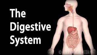 Physiology Basics the Digestive System Animation [upl. by Birgit]